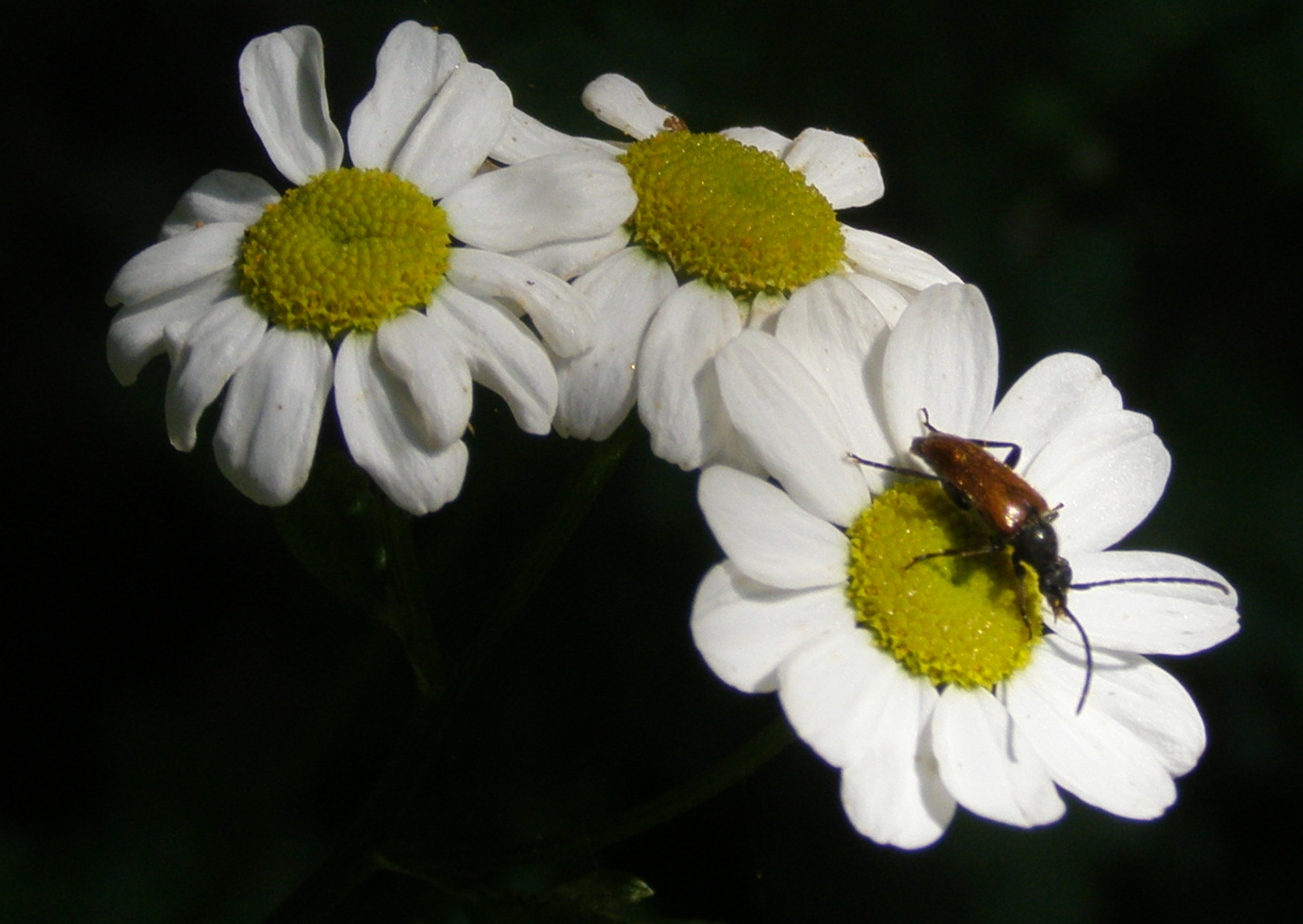 Pseudovadonia livida ssp. livida (cf.)